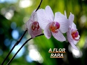 A FLOR RARA Havia uma jovem muito rica