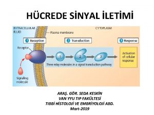 HCREDE SNYAL LETM ARA GR SEDA KESKN VAN