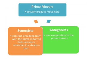 Prime Movers actively produce movement Synergists Antagonists contract