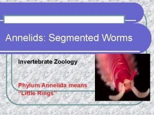 Annelids Segmented Worms Invertebrate Zoology Phylum Annelida means