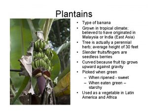 Plantains Type of banana Grown in tropical climate