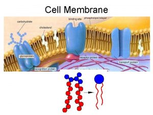 Cell Membrane Cell Membranes Phospholipid bilayer The main