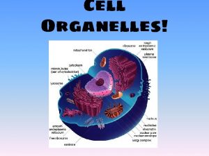 Cell Organelles http learn genetics utah educontentcellsinsideacell Organelles