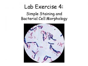 Lab Exercise 4 Simple Staining and Bacterial Cell