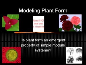 Modeling Plant Form Is plant form an emergent