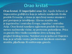 Orao krsta ili imperijalni orao lat Aquila heliaca