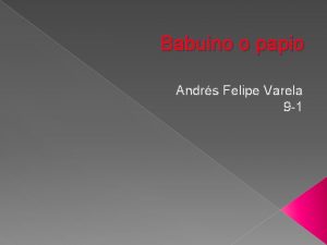 Babuino o papio Andrs Felipe Varela 9 1