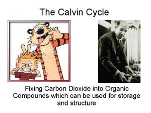 The Calvin Cycle Fixing Carbon Dioxide into Organic