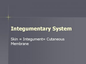 Integumentary System Skin Integument Cutaneous Membrane 7 Functions