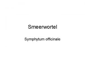 Smeerwortel Symphytum officinale 2 SMEERWORTEL Symphytum officinale Smeerwortel