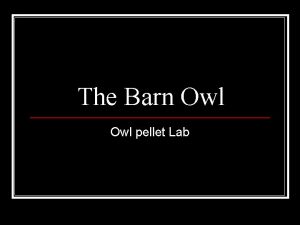 The Barn Owl pellet Lab What does it