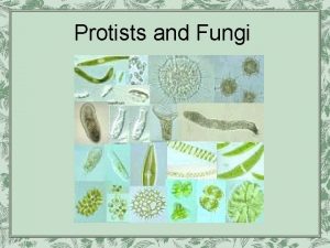 Protists and Fungi The protist kingdom is sometimes