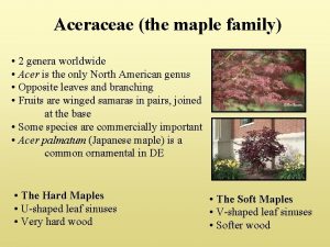 Aceraceae the maple family 2 genera worldwide Acer