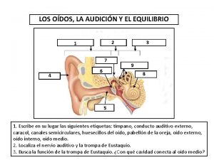 LOS ODOS LA AUDICIN Y EL EQUILIBRIO 2