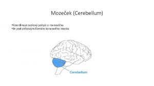 Mozeek Cerebellum Koordinuje svalov pohyb a rovnovhu Je