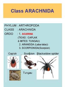 Class ARACHNIDA PHYLUM ARTHROPODA CLASS ARACHNIDA ORDO 1