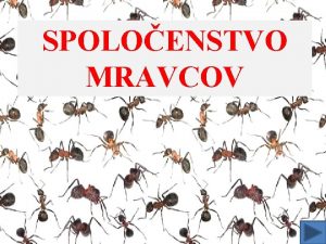 Spoločenstvo mravcov projekt