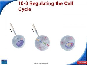 10 3 Regulating the Cell Cycle Slide 1