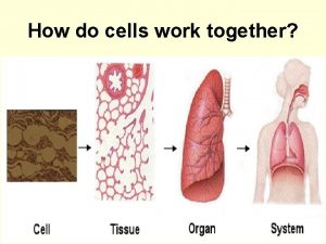 How do cells work together Tissue Tissues are
