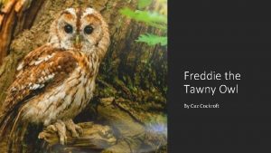 Freddie the Tawny Owl By Caz Cockroft As