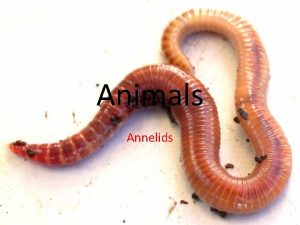 Animals Annelids Annelids Annelids worms with segmented bodies