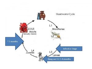 5 months Infective Stage Hang out SQ 3