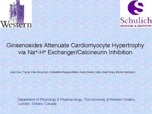 Ginsenosides Attenuate Cardiomyocyte Hypertrophy via NaH ExchangerCalcineurin Inhibition