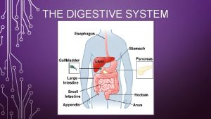 THE DIGESTIVE SYSTEM THE DIGESTIVE SYSTEM Digestion Mechanical