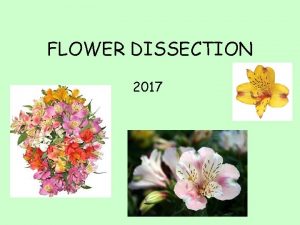 FLOWER DISSECTION 2017 Diagram of a Flower Carpel