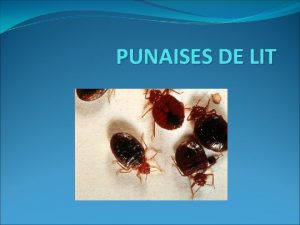 PUNAISES DE LIT Gnralits q Arthropodes hmatophages vivant