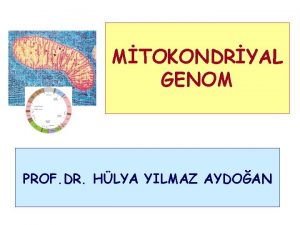 MTOKONDRYAL GENOM PROF DR HLYA YILMAZ AYDOAN Mitokondri