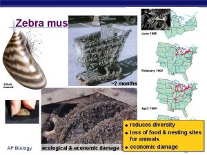 Zebra mussel 2 months u u AP Biology