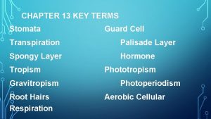 CHAPTER 13 KEY TERMS Stomata Guard Cell Transpiration