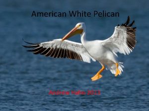 American White Pelican Andrew Hahn 2013 Classification Kingdom