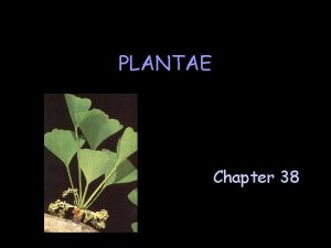 PLANTAE Chapter 38 Characteristics of Plants F multicellular