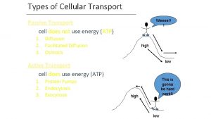 Types of Cellular Transport Weeee Passive Transport cell