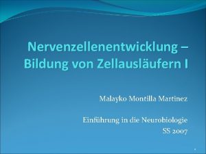 Nervenzellenentwicklung Bildung von Zellauslufern I Malayko Montilla Martinez