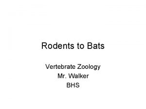 Rodents to Bats Vertebrate Zoology Mr Walker BHS