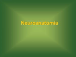 Neuroanatoma Ganglios Basales Prosencfalo telencfalo Ncleo caudado Ncleo