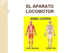 EL APARATO LOCOMOTOR RELACIN Y LOCOMOCIN Esta funcin