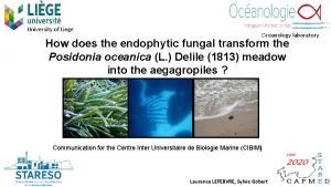 University of Liege Oceanology laboratory How does the