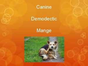 Canine Demodectic Mange Other names for demodex Red