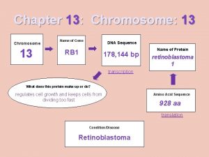 Chapter 13 Chromosome 13 Chromosome 13 Name of