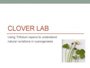 CLOVER LAB Using Trifolium repens to understand natural