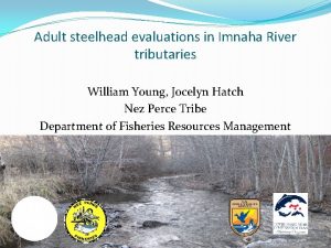 Adult steelhead evaluations in Imnaha River tributaries William