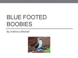 BLUE FOOTED BOOBIES By Anthony Mitchell Blue footed