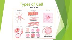 Types of Cell Bone Cell Bone cell which