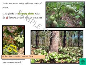 There are many many different types of plants