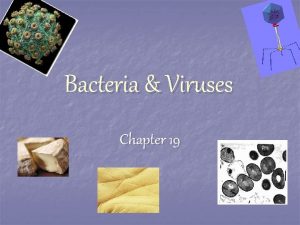 Bacteria Viruses Chapter 19 Bacteria are classified into