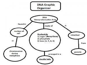 deoxyribose DNA The Molecule of Heredity DNA Deoxyribonucleic